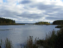 Озеро Судаковское Залив Болотистый Вид 1