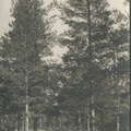 aist Kuokkala-38a 1907